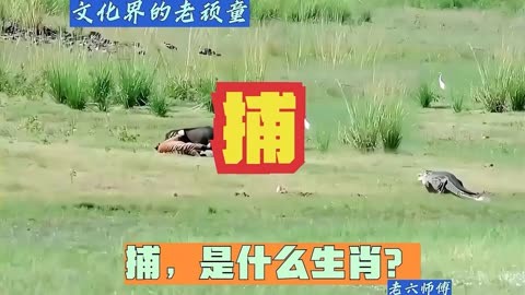 窃听风云是什么生肖:(窃听风云是什么生肖的动物)